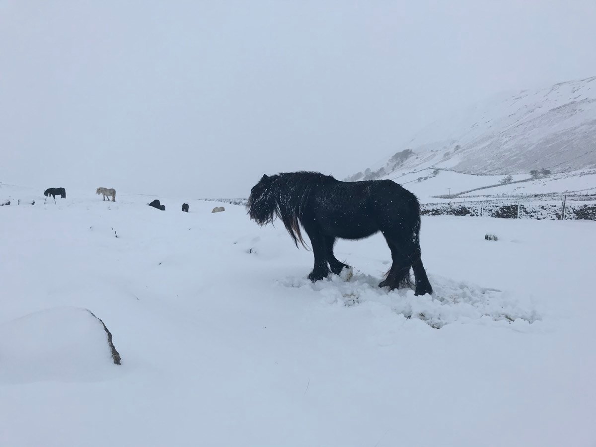 A shaggy black pony standing in deep snow, with other ponies and snow-covered fells behind.